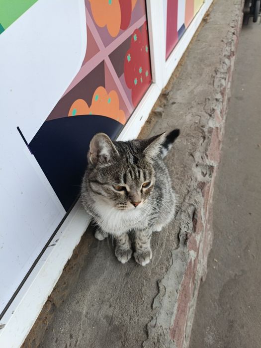 Срочно котику нужен дом.