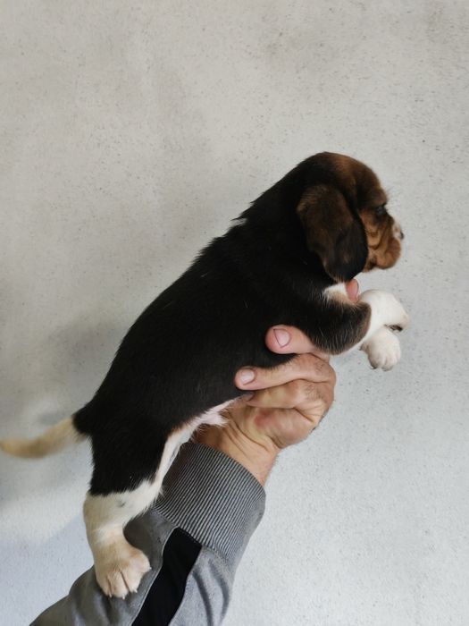 Băiețel tricolor beagle