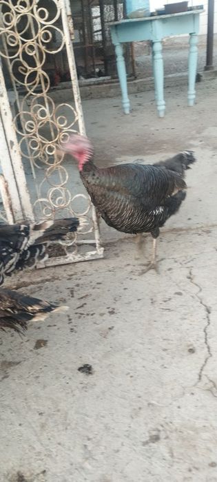 Товук ва куркалар сотилади