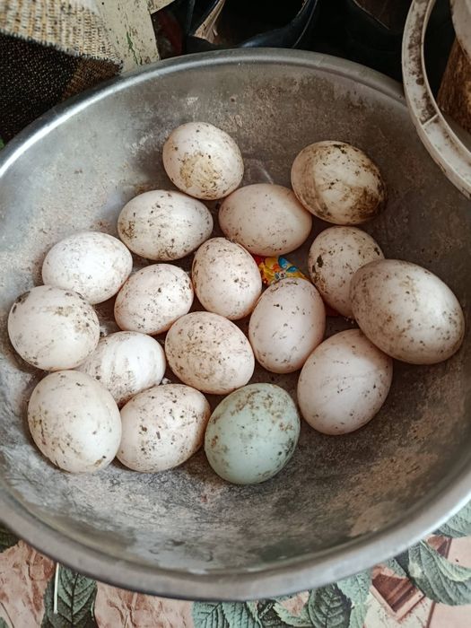 Ouă incubat rața gașca gaină