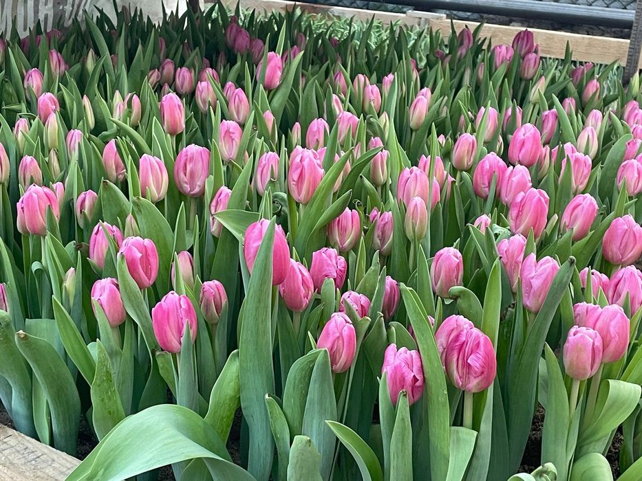 Тюльпаны в оптом и розницу