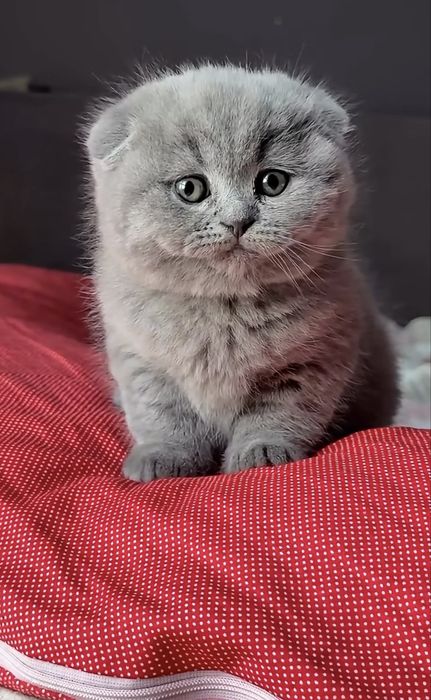 Продаётся котёнок породы Скоттиш-фолд.
