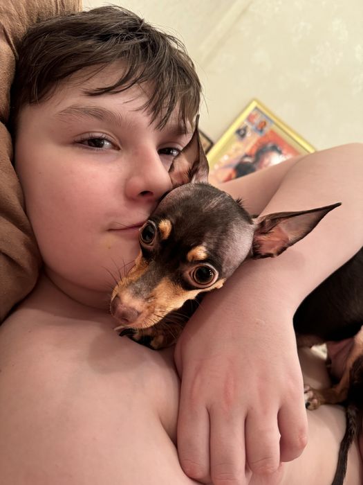 Той-терьер Миланья ищет ковалера