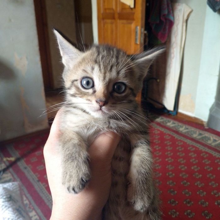 Пристраиваются котята
