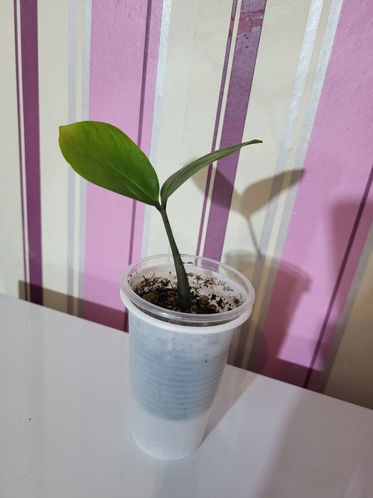 Продам черенки растений