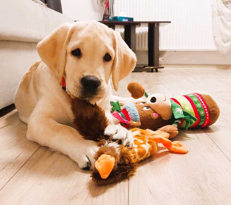 Labrador Retriever cu pedigree Tip A – canisă FCI Hidalgo’s Spirit