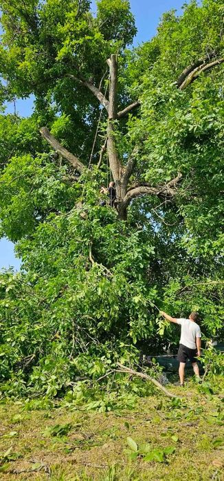 Рязане и премахване на опасни дървета
