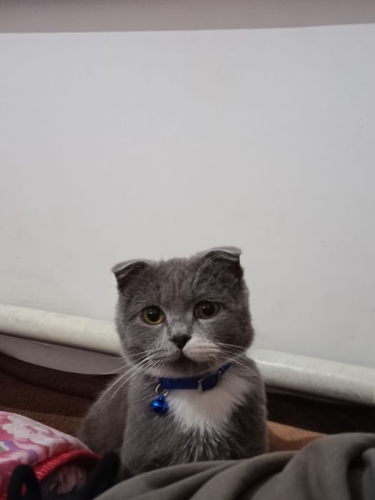 Mushukcha oʻgʻil bola