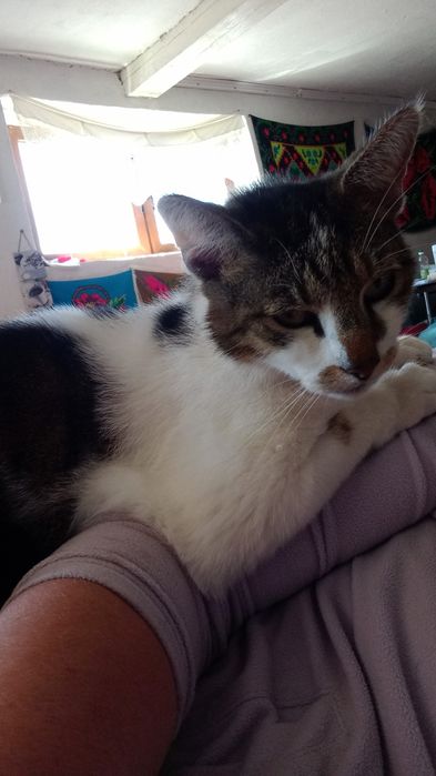 Pensiune canină un loc unde animalele sunt iubite și foarte răsfățate!