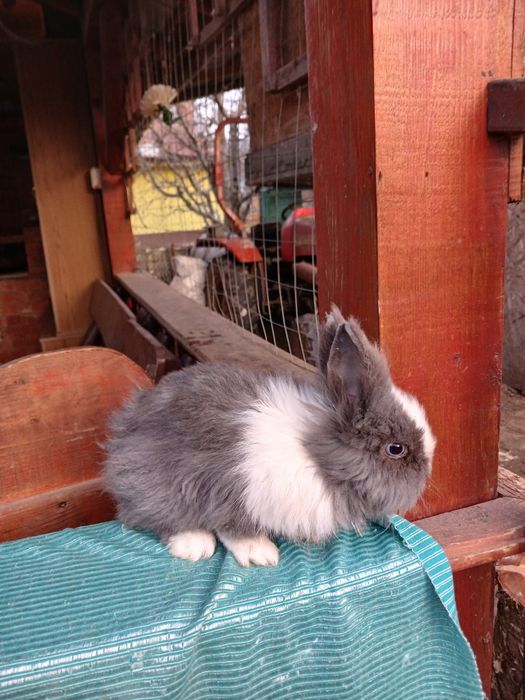 Iepurași pitici colorati