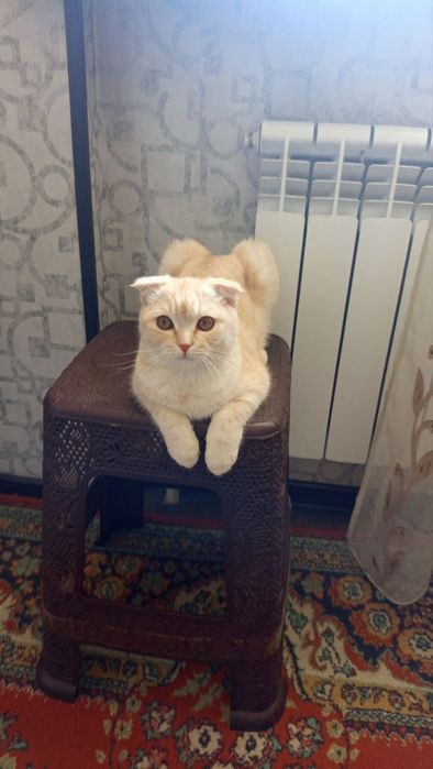 Mushuk sotila Scottish Fold