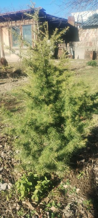 Продавам фиданки ливански кедър и аризонски кипарис