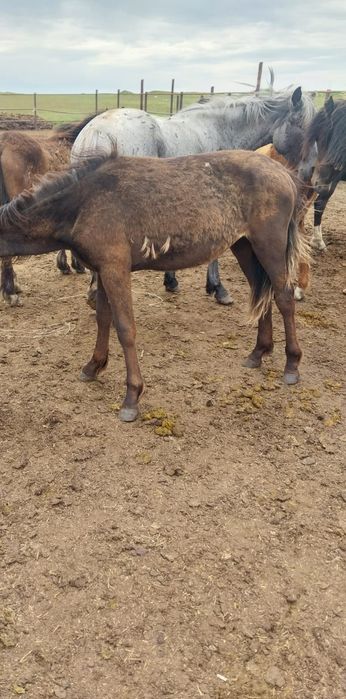 Продам тай и байтал