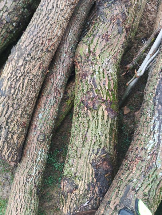 Vand lemn de nuc gros 15 butuci ideal pentru mobilier sau foc