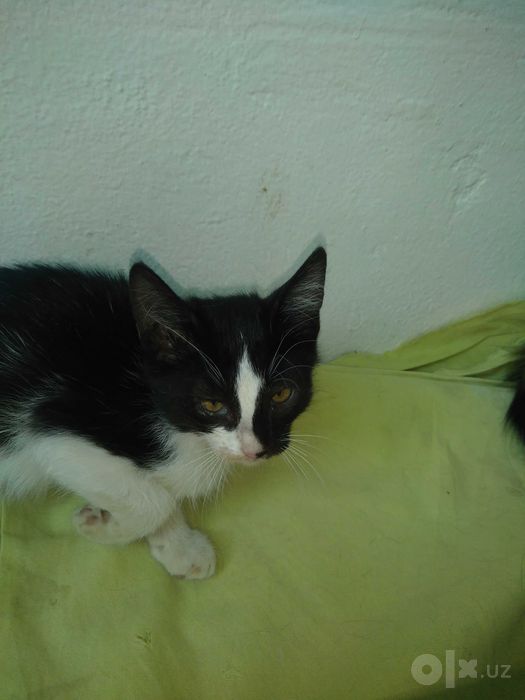 Милые котята,2 месяца