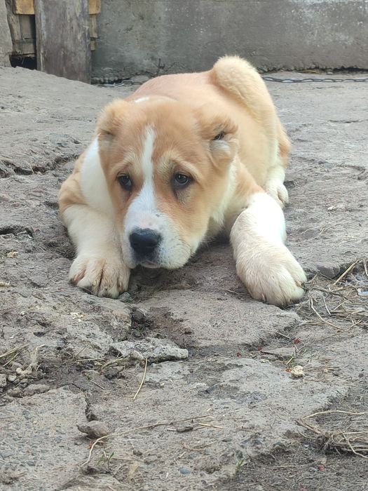 Щенки Алабая САО