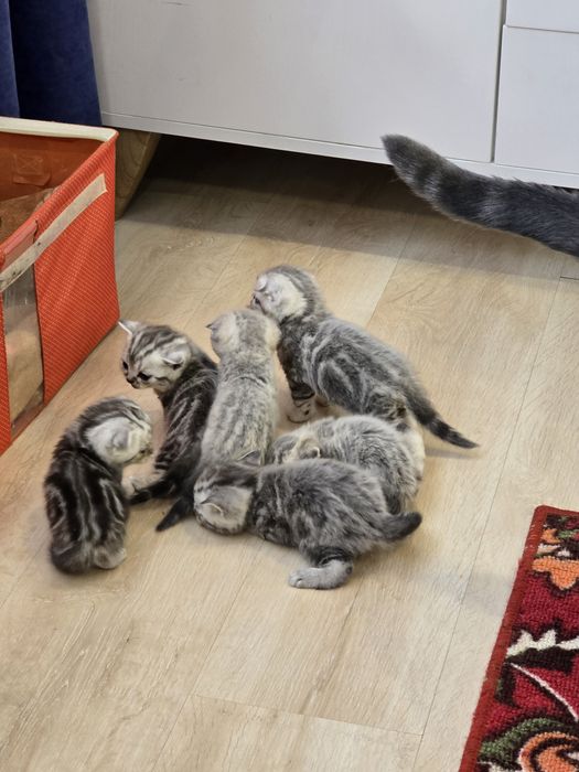 Шотландские котята