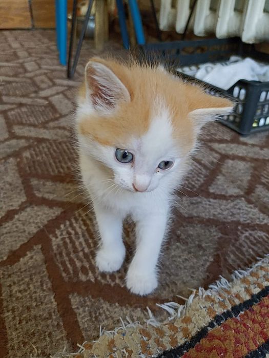 Отдаю котят в добрые руки.