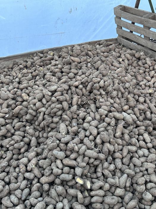 Cartofi pentru animale