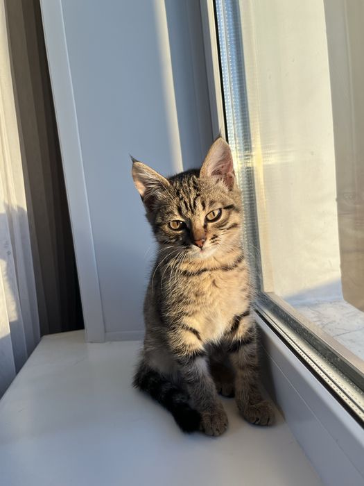 Отдам котенка(мальчик)