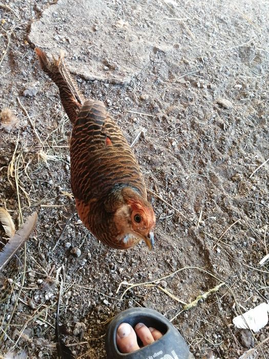 Fazani auriu pe roșu, galben și piersică, mai am doar băieți.