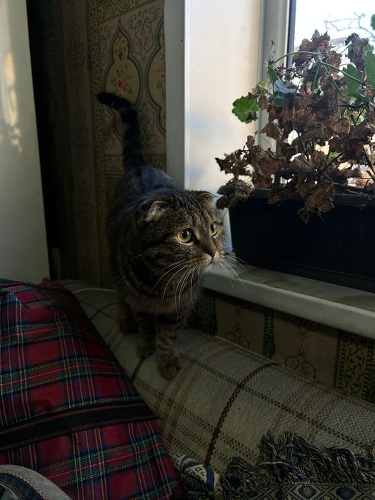 Отдам бесплатно кошку