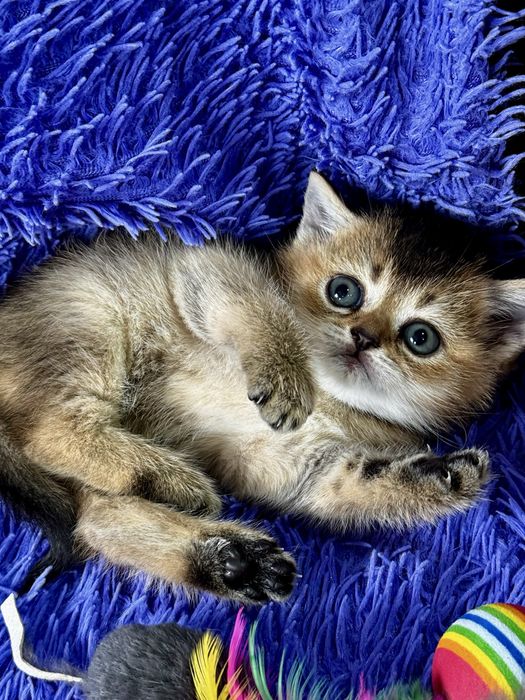 шиншилла золото серебро