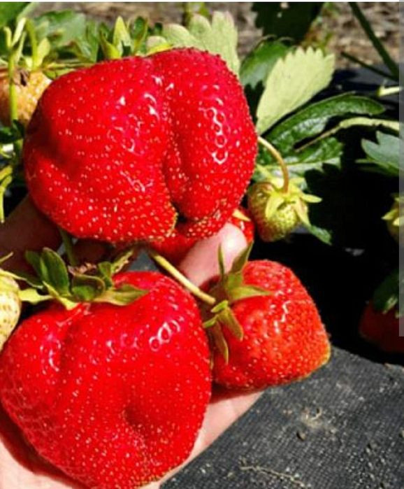 Продам саженцы Клубники