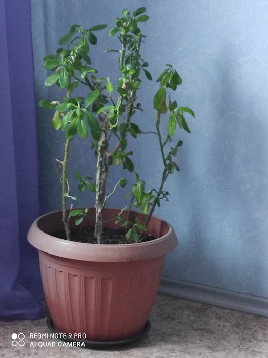 Продаю комнатные растения