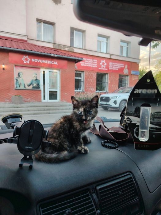Дарю! Красивый умный!