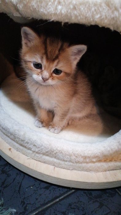 Сребърна чинчила