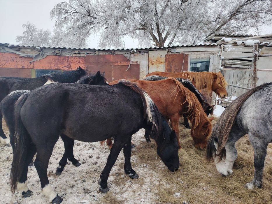 4 Кулынды биелер