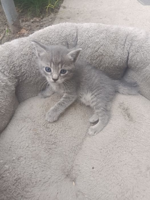 Отдам котят в хорошие руки.