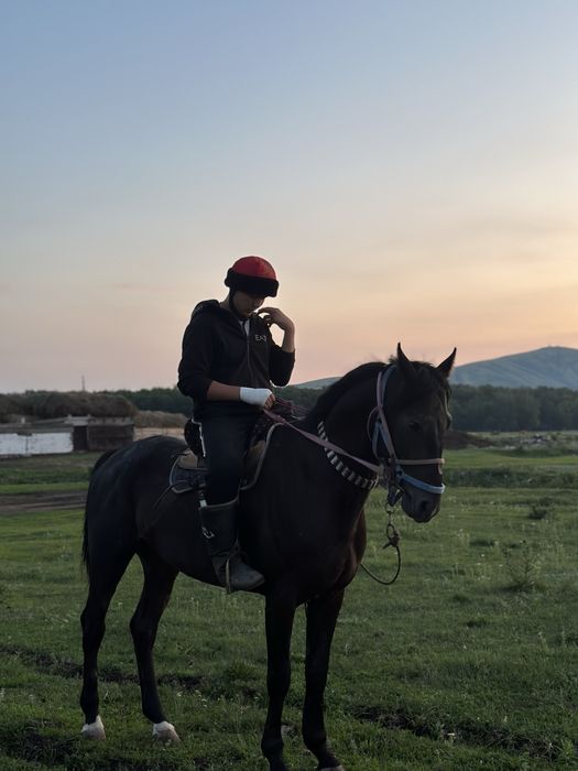 Таза қандай айғыр сатылады!