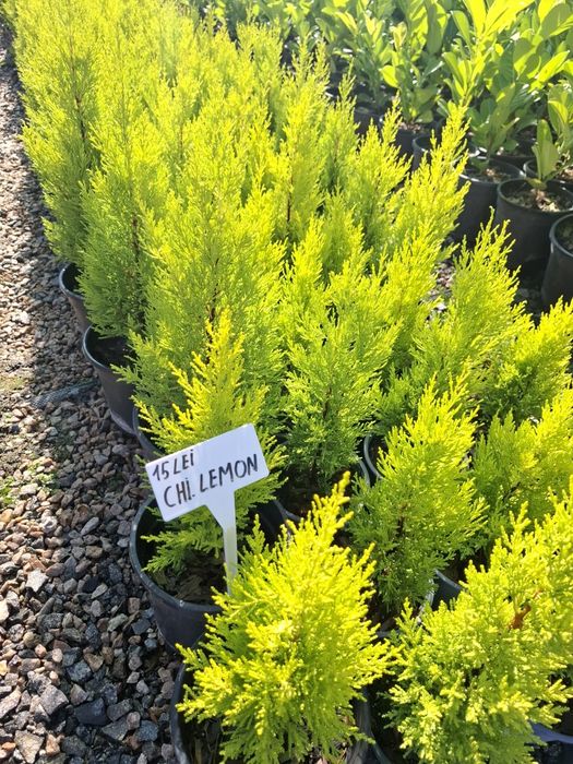 Producator vand iarba albastra si diferite plante ornamentale
