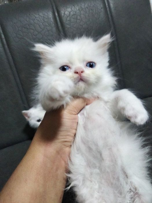 Продаются породистые котята 3 штуки