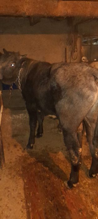 Бычки крупные жирные