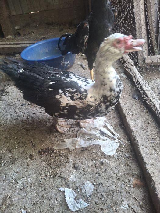 Индоутка қораздары. Обмен.