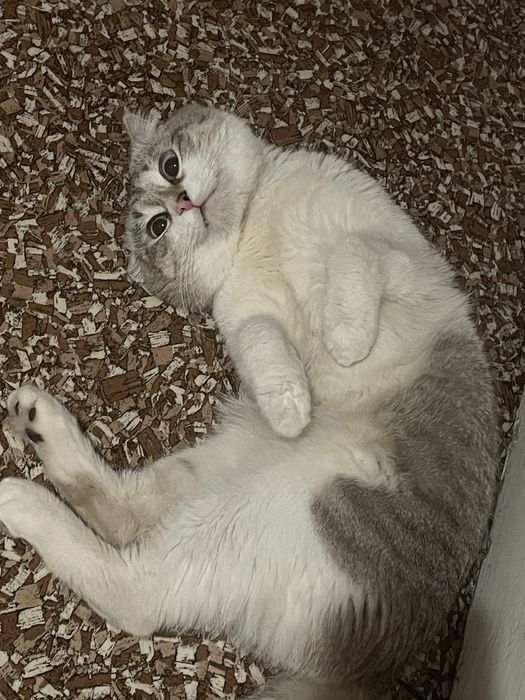 Отдам кота в добрые руки срочно британец