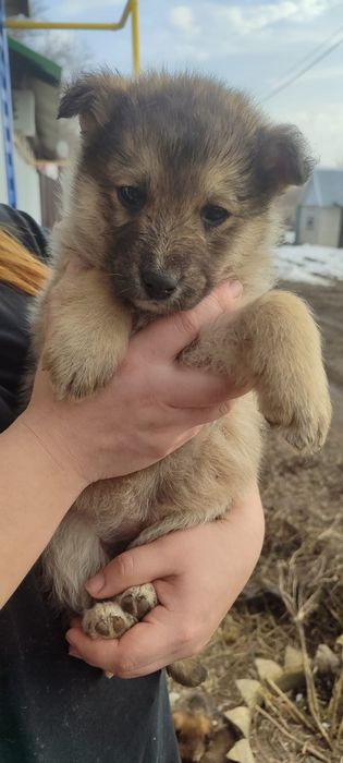 Милые щенки ищут дом