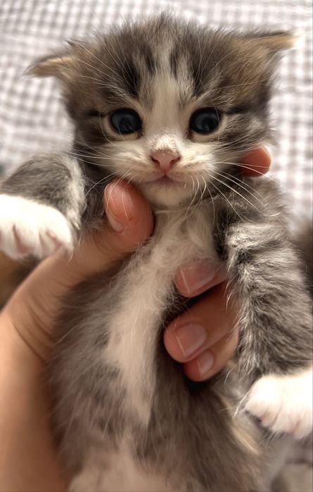 Вислоухие котята