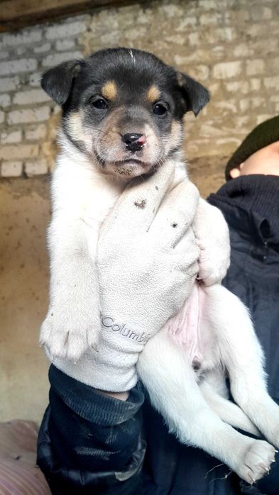 Милые щенки ищут дом