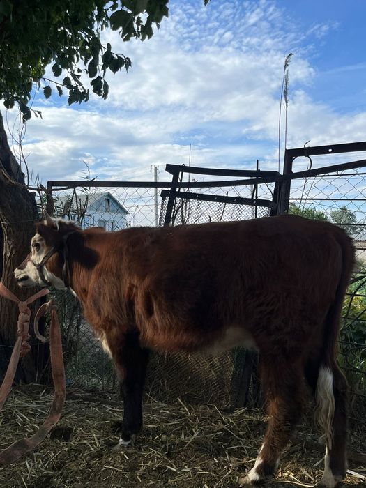 Кашар    сатылады