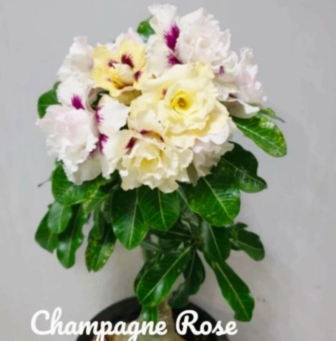 Адениумы разных сортов