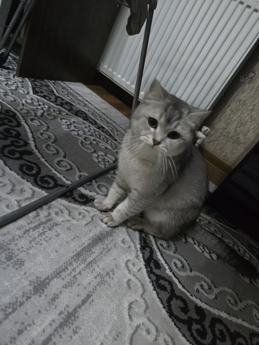 Срочно продается шиншила