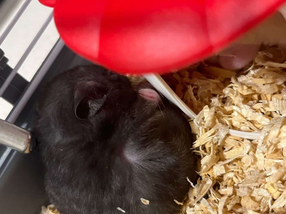 Vand pui de hamsteri sirieni URGENT