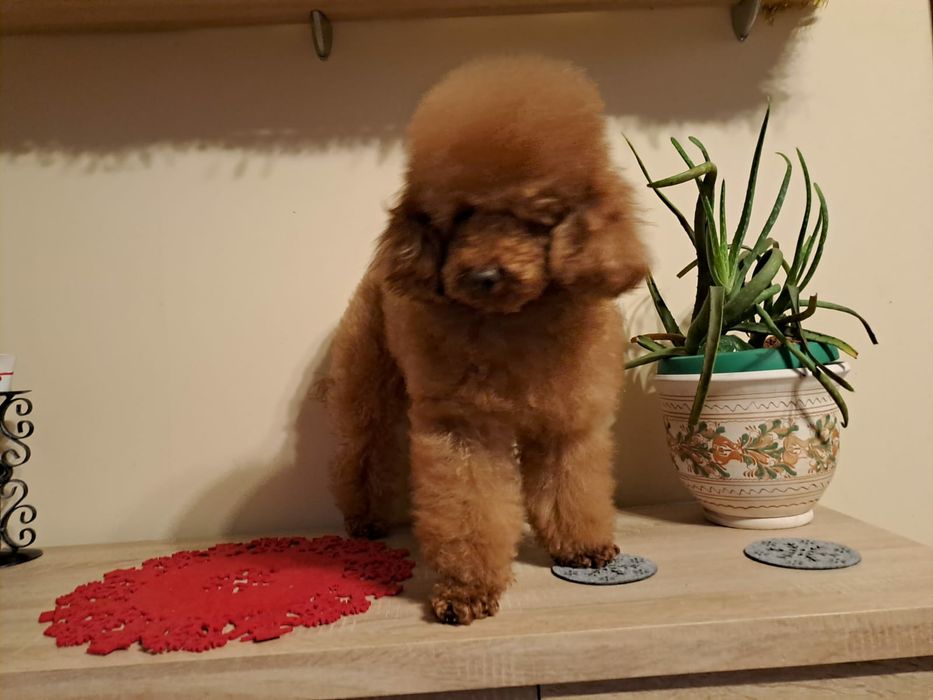 Caniche pitic/Pudel pitic