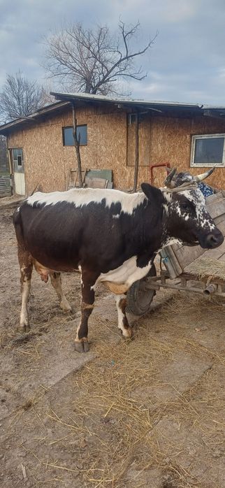 Vand vaca tânara  gestanta cu lapte