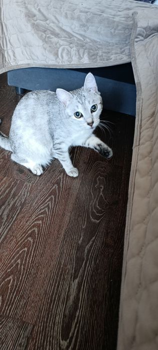 Отдам кота в добрые руки