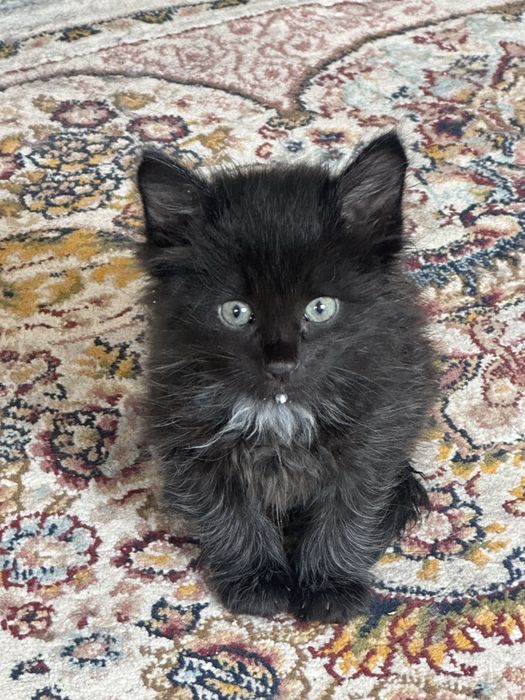 Кошка 1 месяц бесплатно